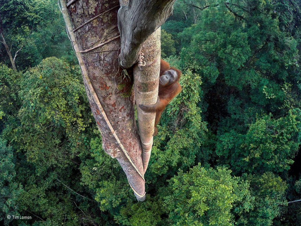 © Tim Laman, USA, Splecione życia